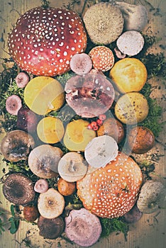 Composition with a large variety of mushroom species