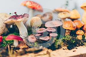 Composition with a large variety of mushroom species photo