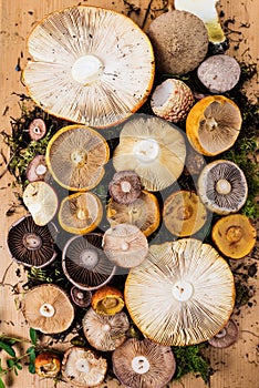 Composition with a large variety of mushroom species photo