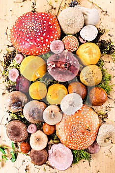 Composition with a large variety of mushroom species photo
