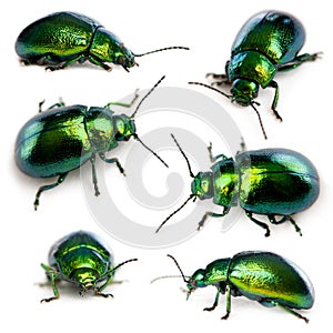 Composition of Leaf beetles, Chrysomelinae