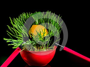Composition with lemon in green grass on a black background