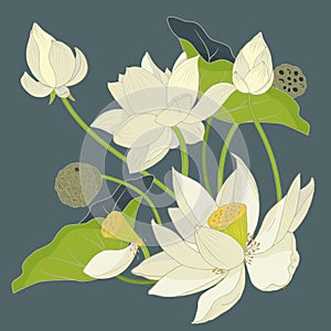 Composition of Lotus flowers and leaves