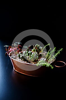 Composition made in a copper pot with succulent plants