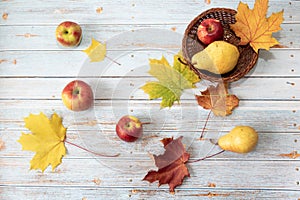 Composition made from pears, apples and colorful maple leaves on the blue wooden table. Autumn harvest concept