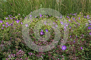 Composition of meadow geranium and oregano