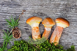 Composition of mushrooms Suillus elegans on a wooden table