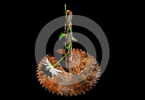 Composition with old rusty circular saw blade and white chamomile