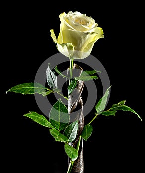Composition with old rusty drill bit and white rose