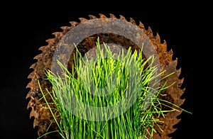 Composition with old rusty saw and green grass