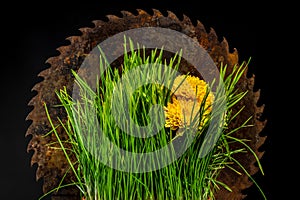Composition with old rusty saw and green grass