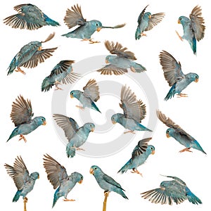 Composition of Pacific Parrotlet, Forpus coelestis, flying