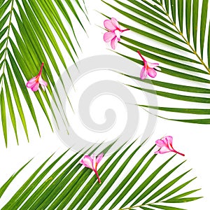 Composition of palm leaves with tropical pink flowers on white background. Flat lay, top view.