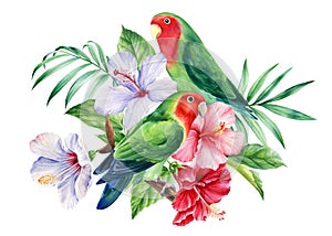 Composition with parrots-lovebirds and tropical hibiscus flowers on a white background, watercolor illustration