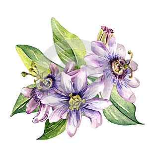 Composition of passion flower and leaves watercolor illustration isolated on white.