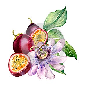 Composition of passion fruits and flower on leaf watercolor illustration isolated on white
