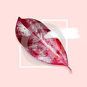 Composition pattern of red autumn leaf on pink background. White