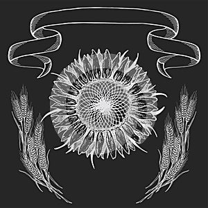 Composition of the picture, Sunflower illustration in black and white on isolated background, chalk drawing on