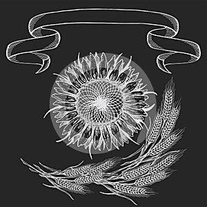 Composition of the picture, Sunflower illustration in black and white on isolated background, chalk drawing on