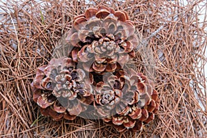 Composition of pine cones on a bed of needles photo