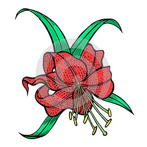 Composition of pink flower