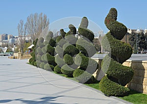 Composition from plants in the Baku boulevard