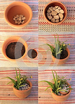 Composition of plants in a broken pot