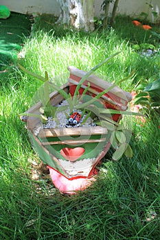 Composition of plants in a broken pot