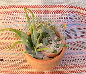 Composition of plants in a broken pot