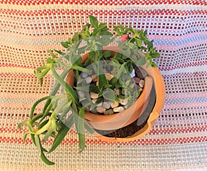 Composition of plants in a broken pot