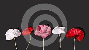 Composition of Poppy flowers on a black background. Creative concept greeting card for Memorial Day, Anzac Day