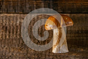 Composition of porcini on wooden background. White edible wild mushrooms. Copy space for your text