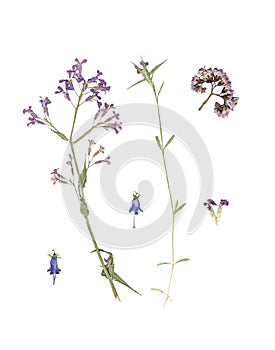 Composition of pressed and dried plants with violet flowers on a white background.
