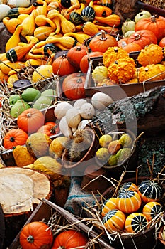 Composition of pumpkins and summer and winter squashes