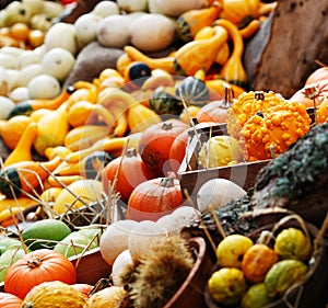 Composition of pumpkins and summer and winter squashes