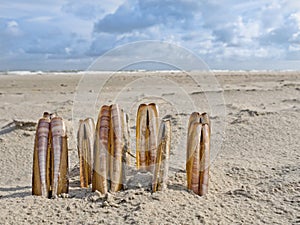 Composition of razor clams on beach