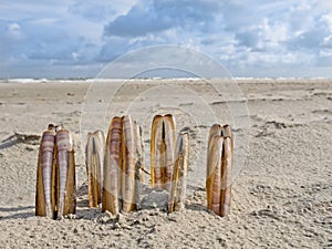 Composition of razor clams on beach photo