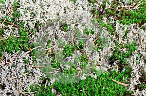 A composition of reindeer moss and haircap moss