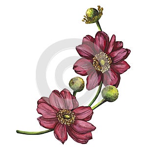 A composition of rich pink anemone flowers. Watercolor illustration highlighted on a white background. Suitable for