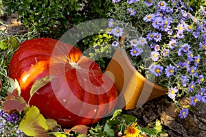 Composition of ripe pumpkins and garden watering