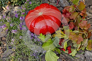 Composition of ripe pumpkins and garden watering