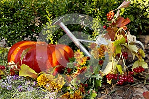 Composition of ripe pumpkins and garden watering