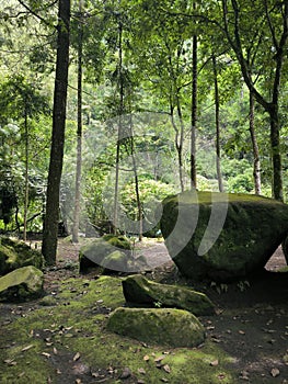 Composition of rock, moss and trees in coban rondo forest