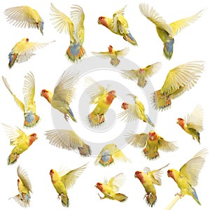 Composition of Rosy-faced Lovebird flying