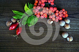 Composition with rowan berries and hazelnuts on wooden background.