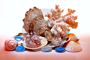 Composition of sea shells