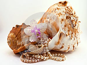 Composition of sea shells, pearls and orchid flower