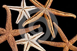 Composition of seastars isolated on black background