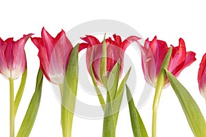Composition from spring flowers red tulip isolated on white background, close up