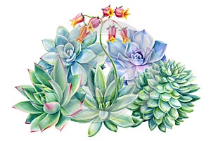 Composition of succulents, echeveria on white background, watercolor botanical illustration, greeting card